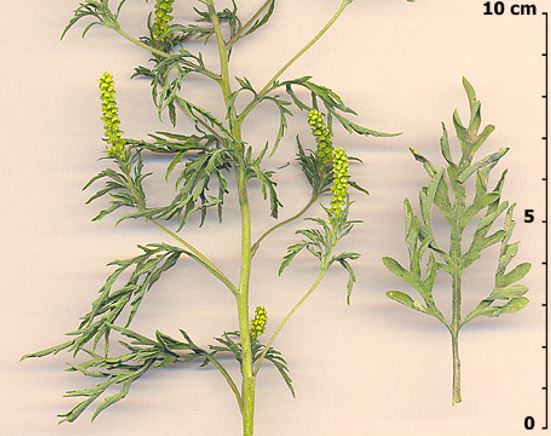 Prevenire le allergie da Ambrosia artemisiifolia